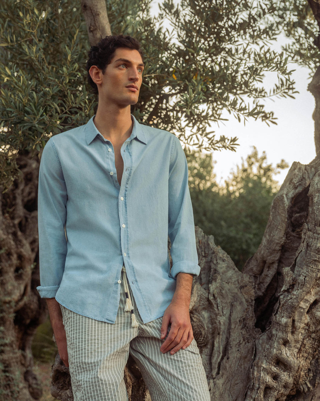 Man wearing a light blue shirt and plaid pants standing among olive trees.